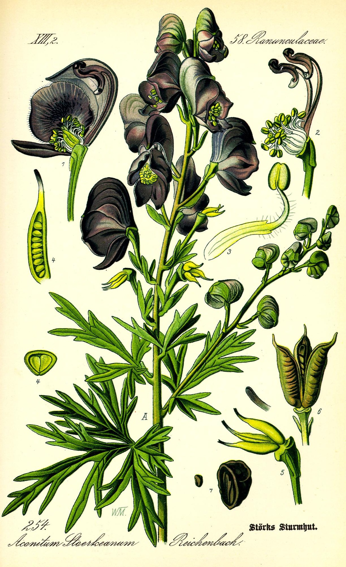 Zeichnung eines Blauen Eisenhuts samt Details von Samenkapseln und Blüten.  © WIkimedia