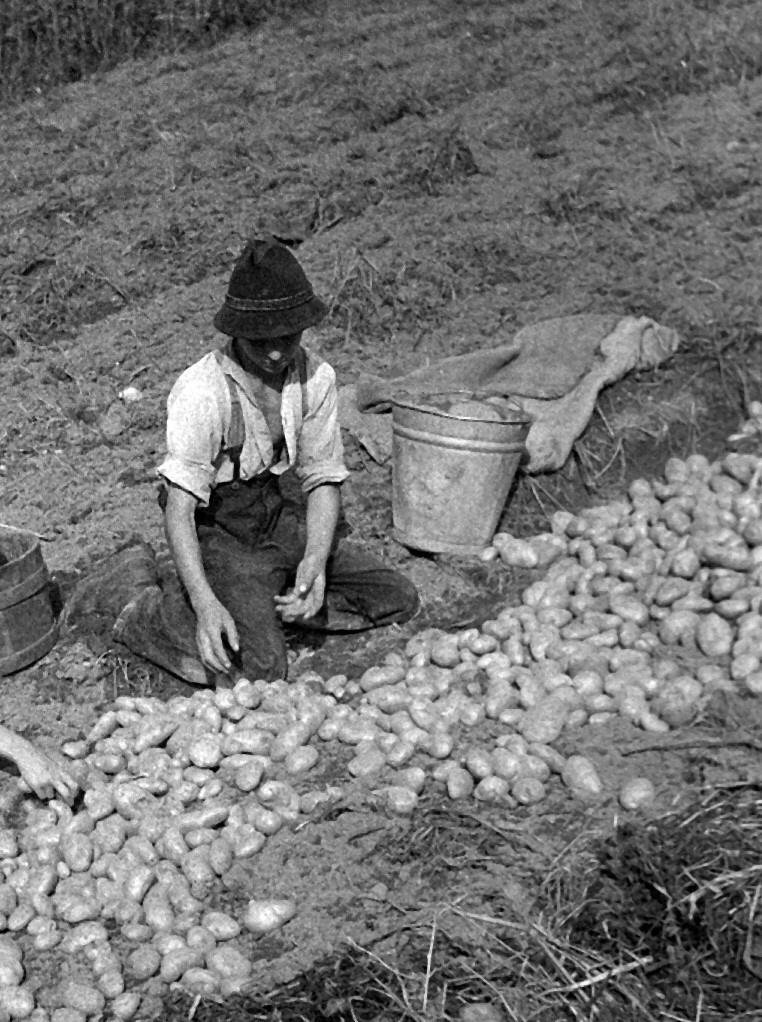 Ein Bub mit Filzhut sitzt am Boden und erntet Kartoffeln. Vor ihm liegen Kartoffeln in der Erde, neben ihm steht ein Eimer.  © ÖNB Bildarchiv.