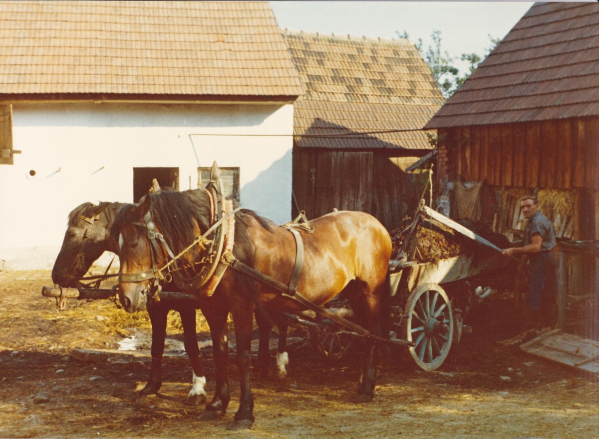 Ein älterer Mann steht hinter einem voll beladenen Pferdefuhrwerk, an das zwei Pferde gespannt sind. Im Hintergrund ein Bauernhof. © Museum Horn, Mistladen mit Pferdewagen in Mold, nachgestellt, um 1970