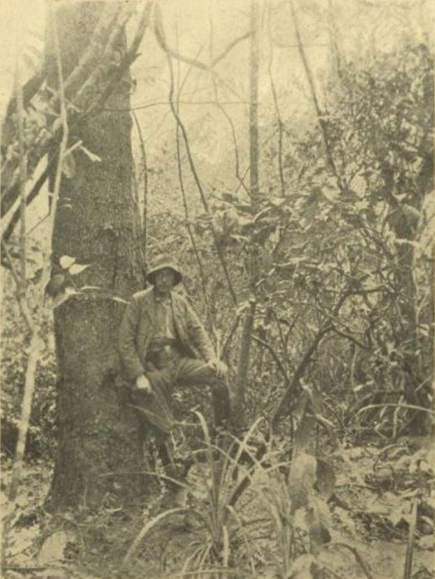 Ein Mann mit Hose, Jacke und Hut lehnt an einem Baum im tropischen Urwald. © Anno ÖNB