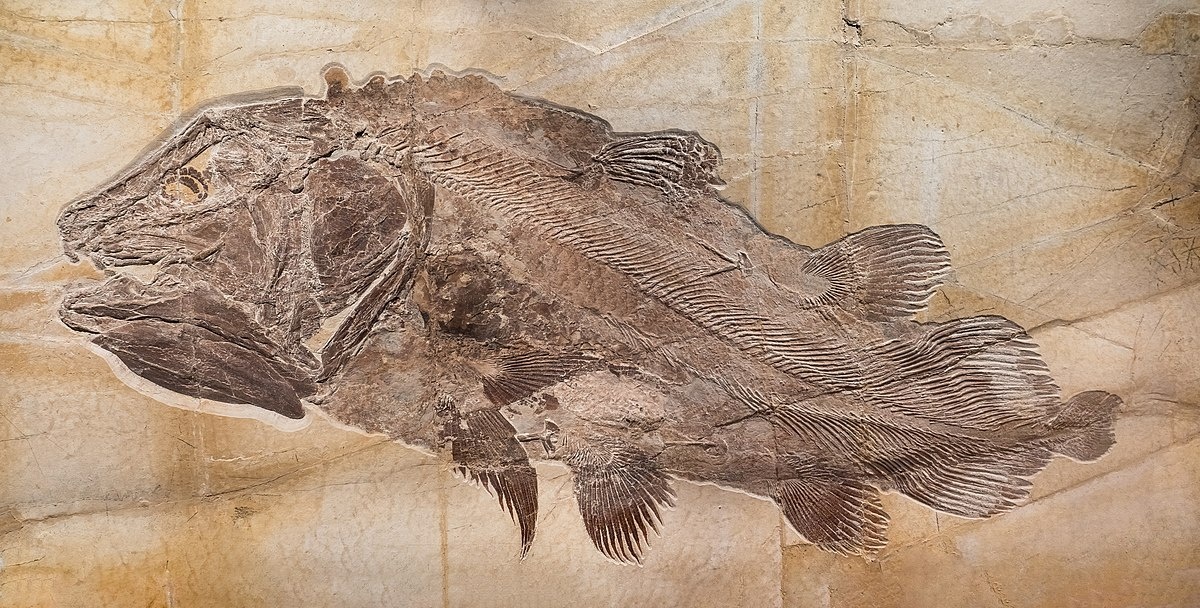 Abdruck eines fossilen Fisches auf einem Stein. © Wikimedia