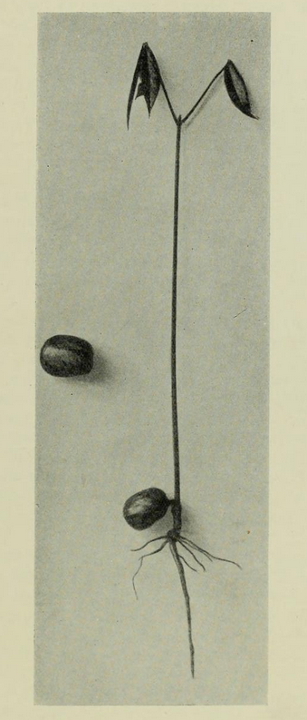 Das Bild zeigt zwei Samen vom Kautschukbaum. Aus einem Samen w&auml;chst bereits ein Trieb mit Bl&auml;ttern und Wurzeln. &copy; Wikimedia, Samen vom Gummibaum. 