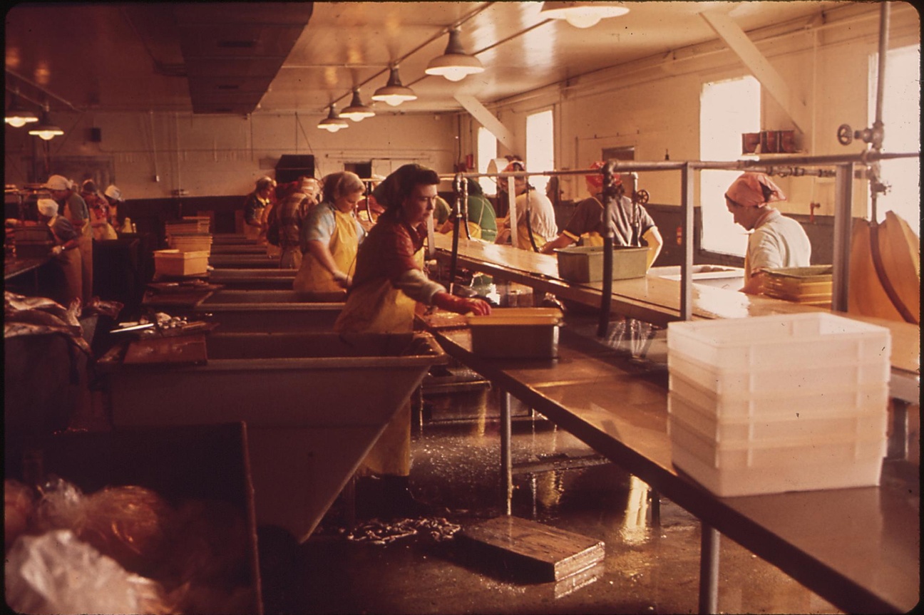 Arbeiterinnen mit Kopftuch und Arbeitskleidung stehen an einer langen Arbeitsbank, auf der sich Plastikbeh&auml;lter befinden. Dar&uuml;ber sind Lampen montiert. Im linken Bildrand eine weitere Arbeitsbank, an der gearbeitet wird.  &copy; Wikimedia