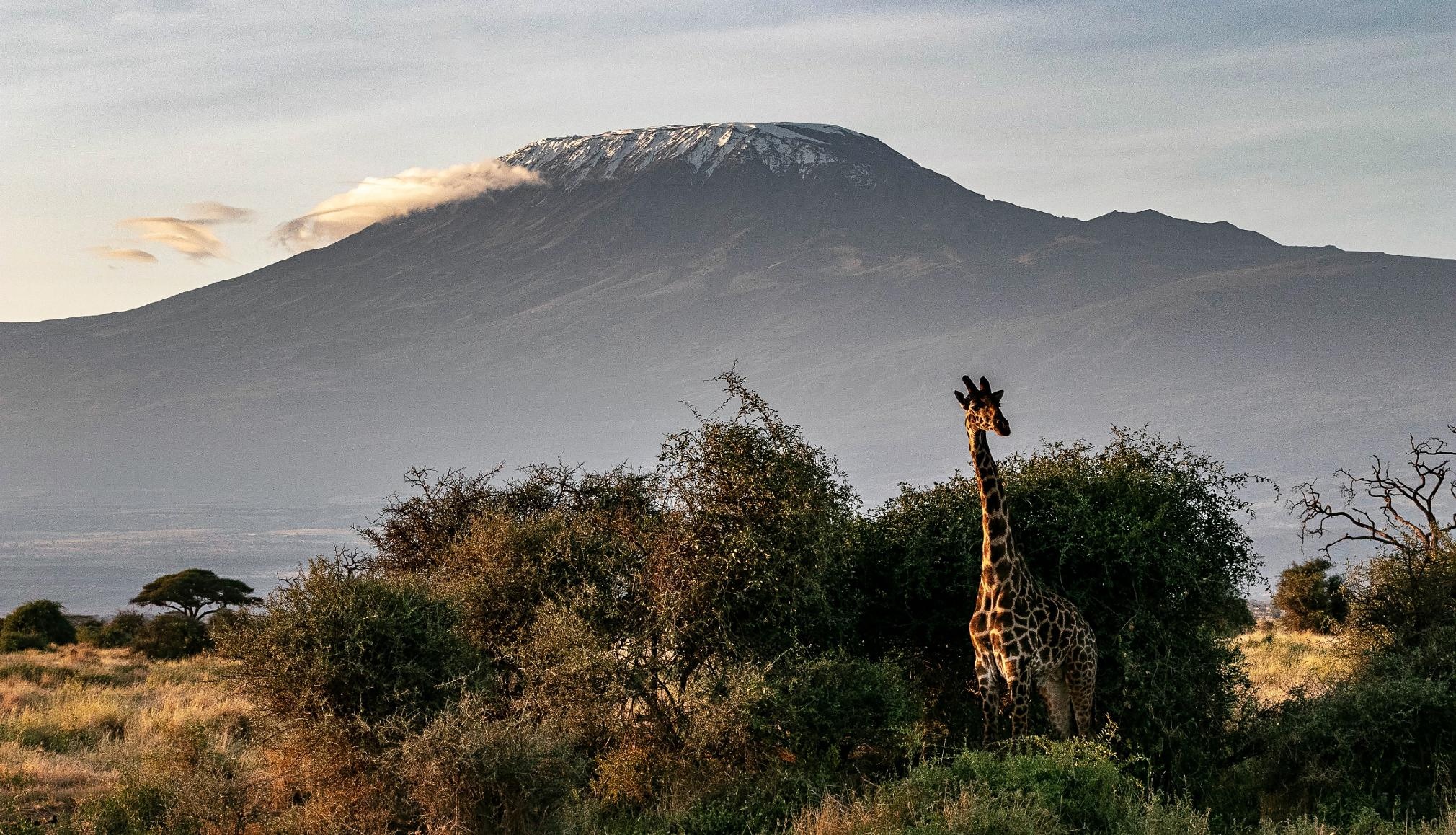 Savannenlandschaft mit hoher Wiese. Vereinzelt sind Bäume und Sträucher zu sehen, auch eine Giraffe. Im Hintergrund ragt der Kegel des Kilimandscharo in die Höhe. Der Gipfel ist weiß von Schnee.  © Pixaby