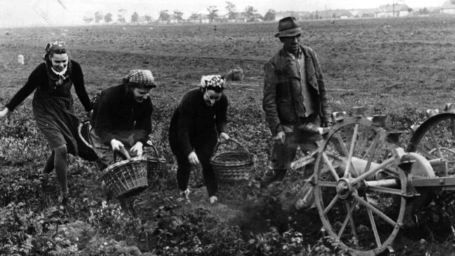 Drei Frauen mit Kopftüchern und Körben gehen auf einem Kartoffelfeld hinter einem Karren her. Den Karren schiebt ein Mann mit Hut. Am Horizont befinden sich Bäume und Gebäude.  © ÖNB Bildarchiv, Kartoffelernte, 1930. 