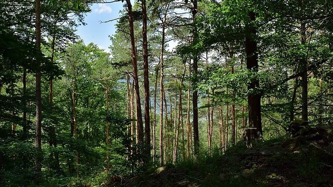 Das Foto zeigt einen Wald mit grünen Laubbäumen. Im Vordergrund ist der Boden schattig. Im Hintergrund sind die Bäume von der Sonne beschienen und der blaue Himmel ist hinter über den Baumwipfeln zu sehen.  © Wikimedia, Haeferl, Dunkelsteinerwald, CC-BY-SA-4.0. 