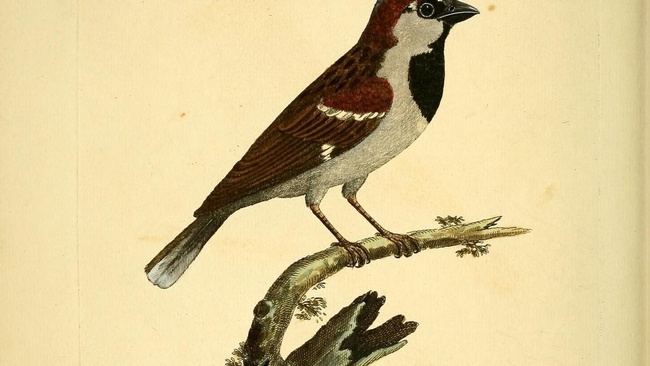 Ein Spatz mit braun-weiß-schwarzem Gefieder sitzt auf einem kleinen Ast.  © Wikimedia, Hausspatz, 1731, Albin, Eleazar; Derham, W., CC-BY-2.0. 