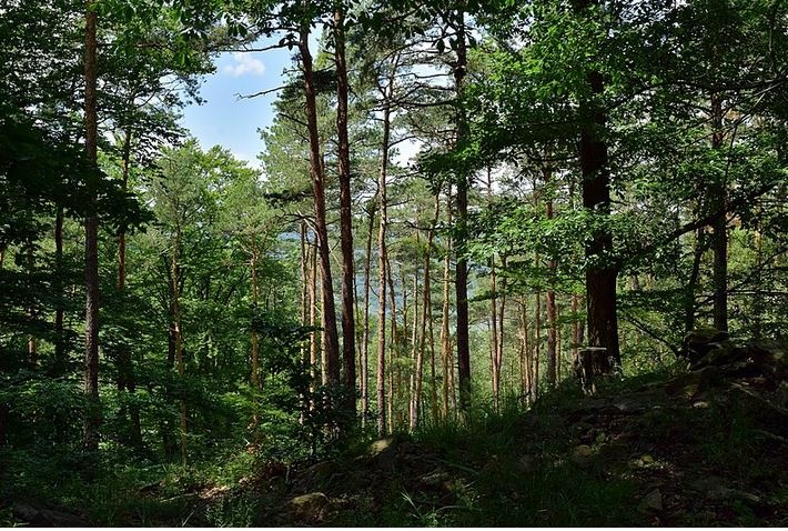 Das Foto zeigt einen Wald mit grünen Laubbäumen. Im Vordergrund ist der Boden schattig. Im Hintergrund sind die Bäume von der Sonne beschienen und der blaue Himmel ist hinter über den Baumwipfeln zu sehen.  © Wikimedia, Haeferl, Dunkelsteinerwald, CC-BY-SA-4.0. 