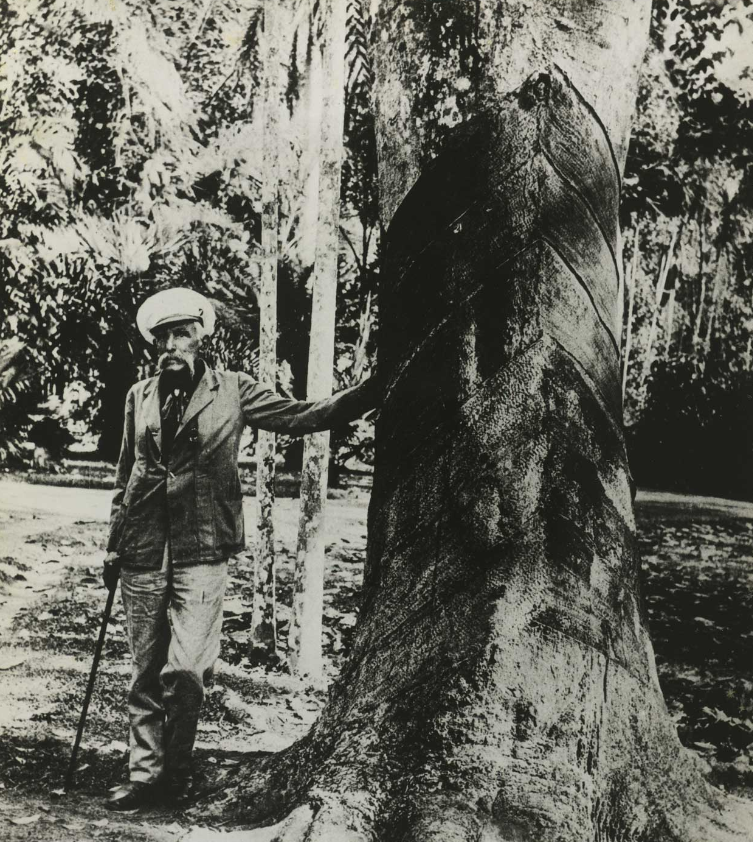 Ein Mann mit Schnauzbart, Kappe, Jackett und Gehstock lehnt mit einem Arm gegen einen breiten, zerfurchten Baumstamm. Im Hintergrund eine Wiese und B&auml;ume. &copy; Wikimedia, Henry Wickham mit Kautschukbaum.